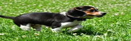 Beagle dogs for sale: Valen - Ad 2