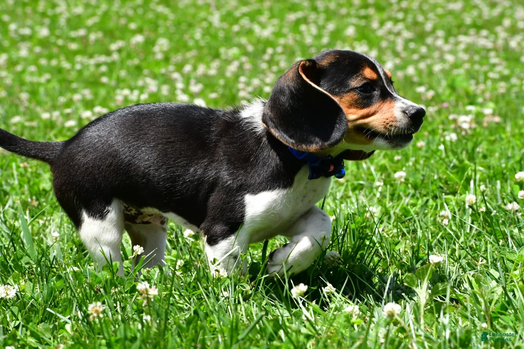 Beagle dogs for sale: Valen - Ad 2