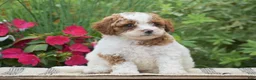 Miniature Poodle dogs for sale: Lola - Ad 2