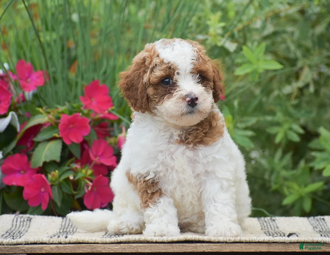 Miniature Poodle dogs for sale: Lola - Ad 2