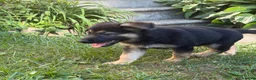 German Shepherd dogs for sale: Daisy - Ad 3