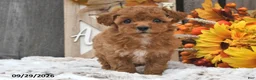 Shihpoo dogs for sale: Maisie - Ad 3