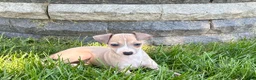 Italian Greyhound dogs for sale: Italian Greyhound female 1 fawn and white  - Ad 5