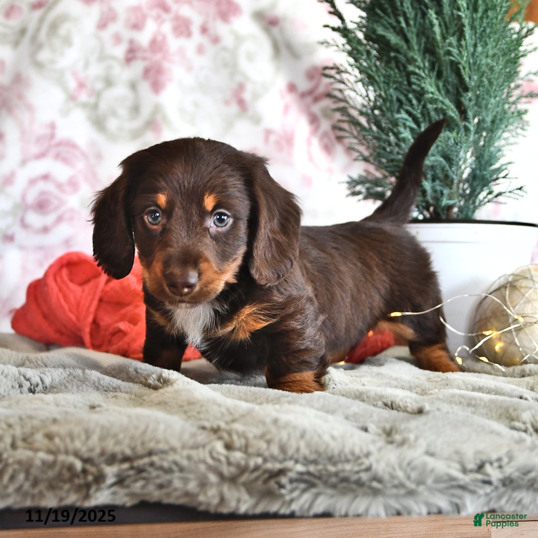 Miniature Dachshund dogs for sale: Mr Chocolate - Ad 4