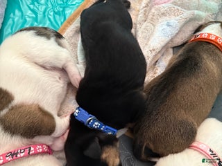 Mixed Breed dogs - Ad 20