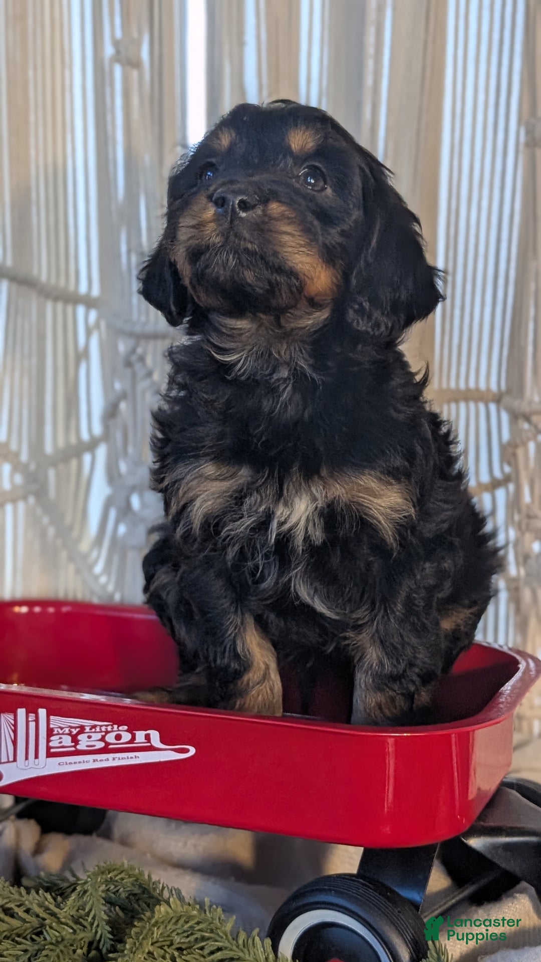 Cavapoo dogs for sale: Ace - Ad 2