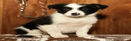 Border Collie dogs for sale: Duke - Ad 4