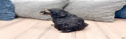 Cockapoo dogs for sale: Pepper - Ad 6