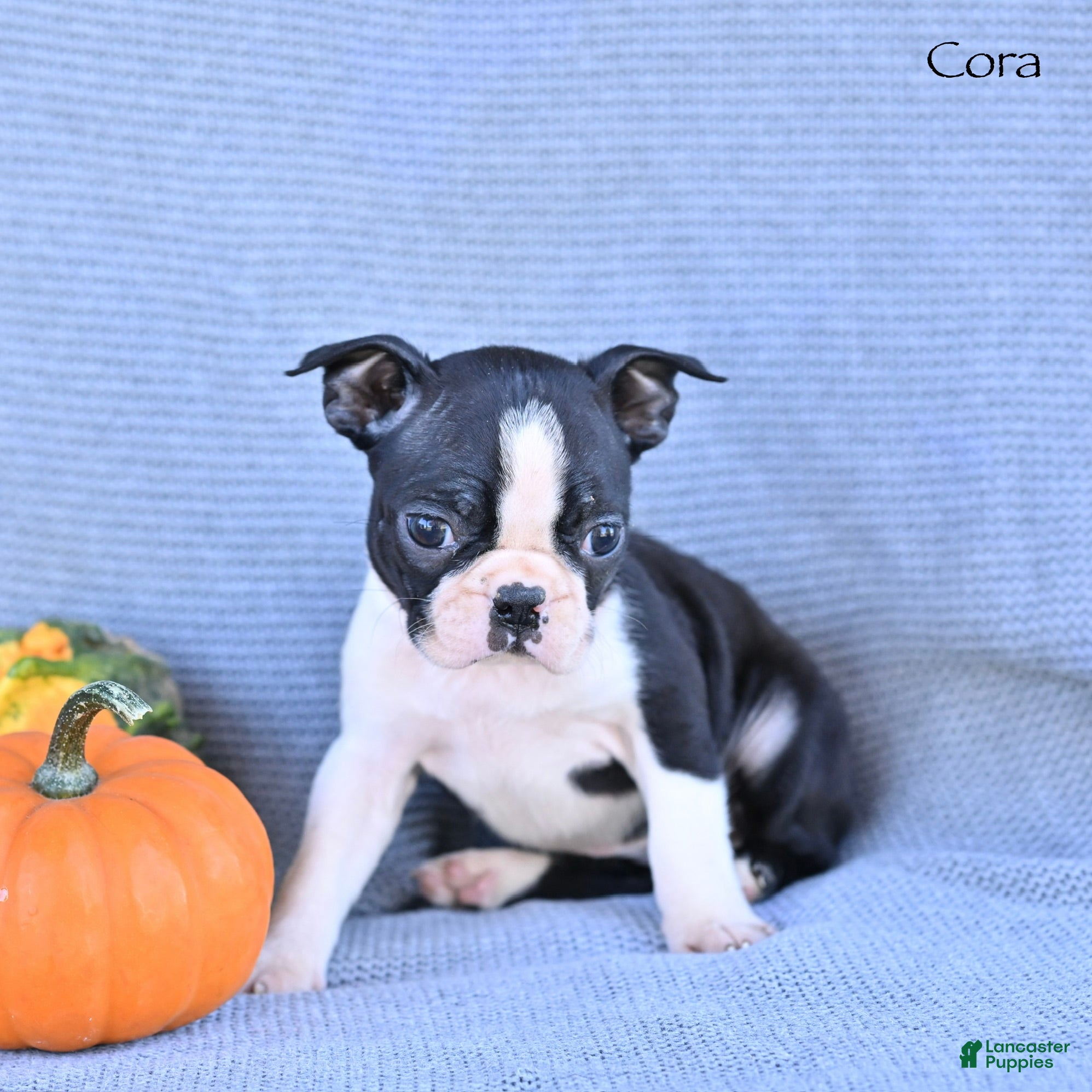 Boston Terrier dogs Cora - Ad 2