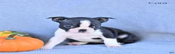 Boston Terrier dogs for sale: Cora - Ad 2