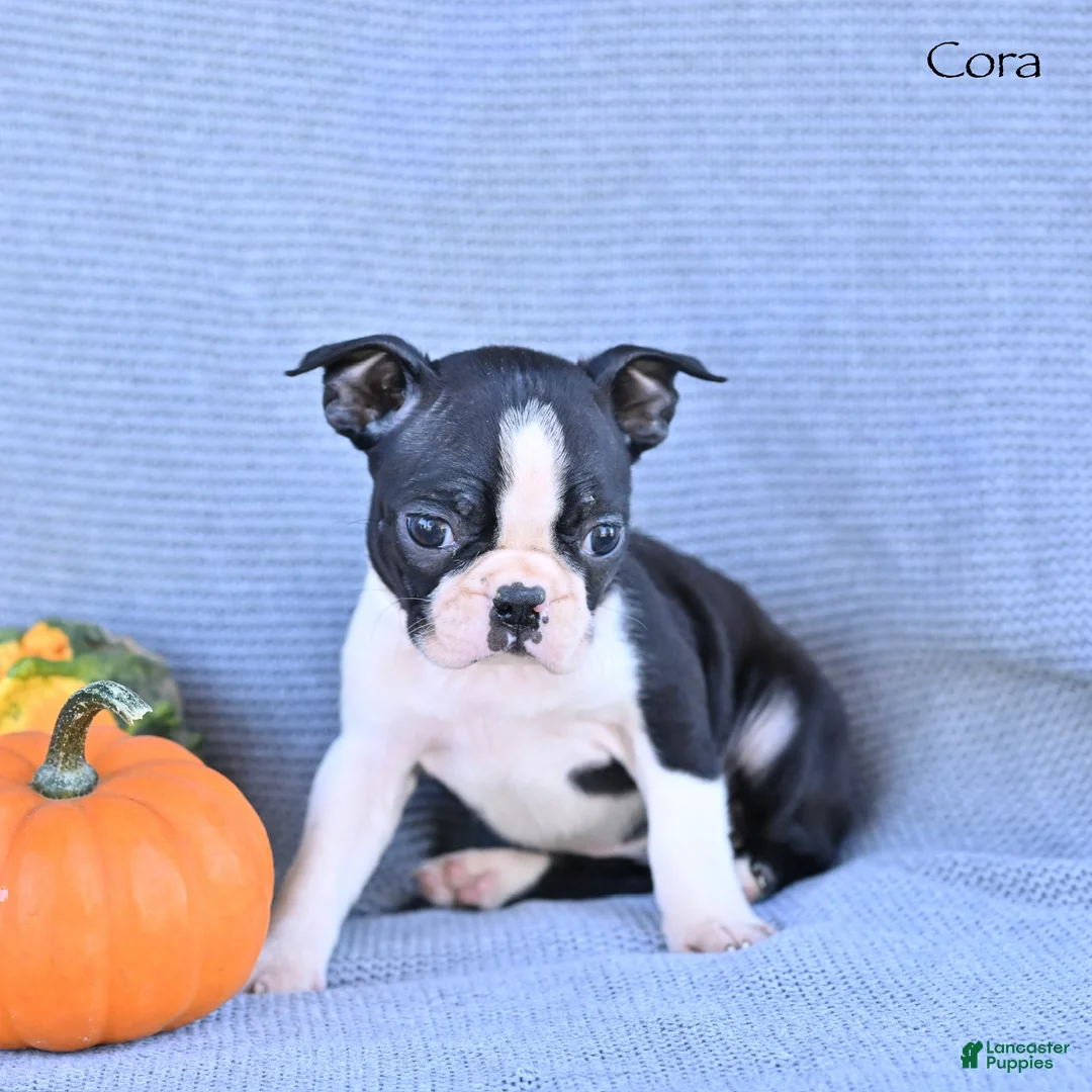 Boston Terrier dogs for sale: Cora - Ad 2