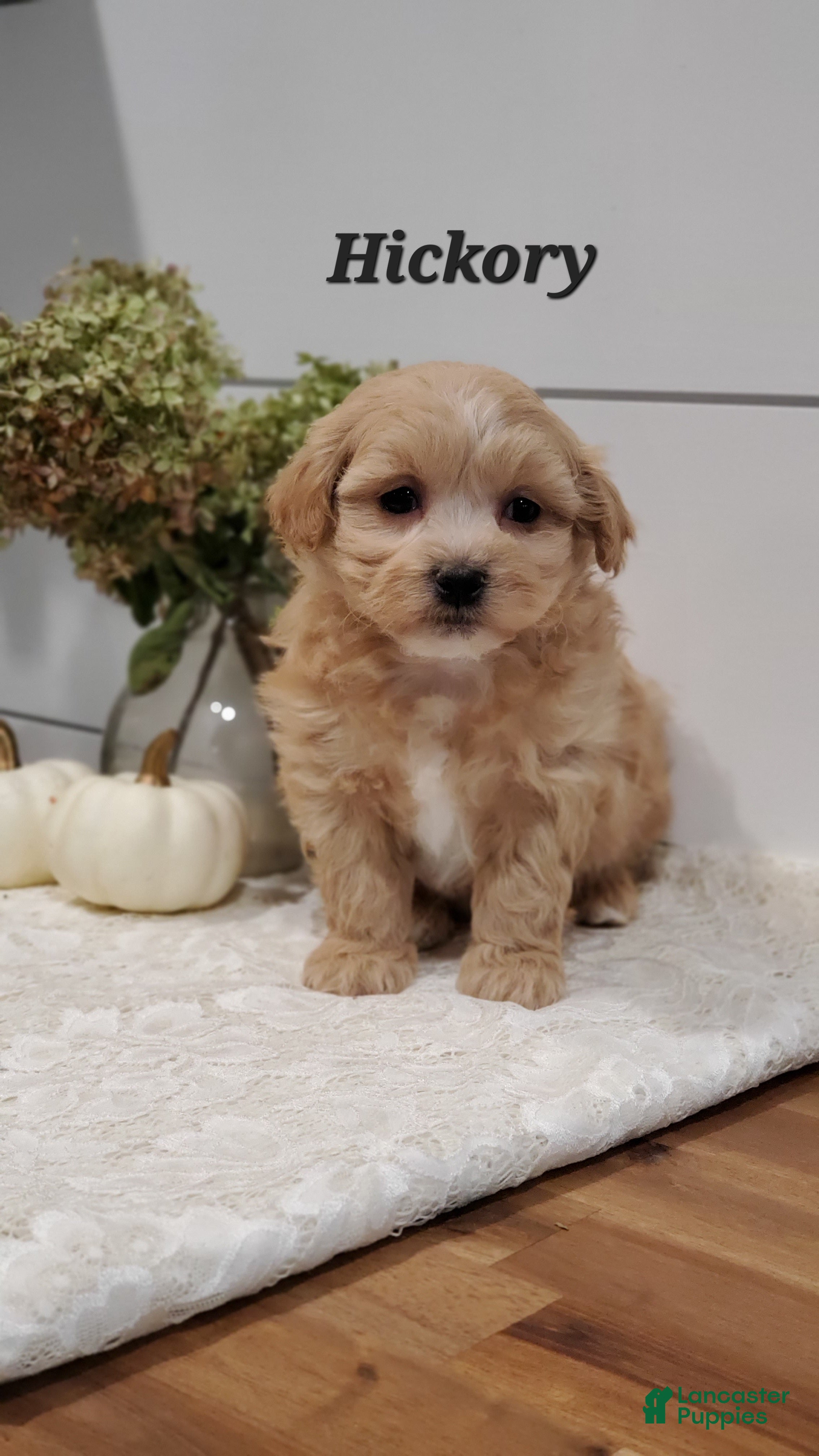 Havapoo dogs Hickory  - Ad 1