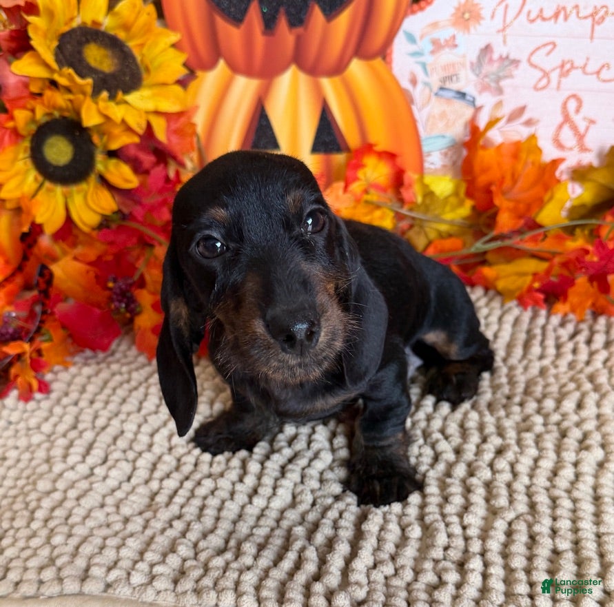Miniature Dachshund dogs Simon - Ad 34