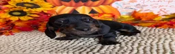 Miniature Dachshund dogs for sale: Simon - Ad 1