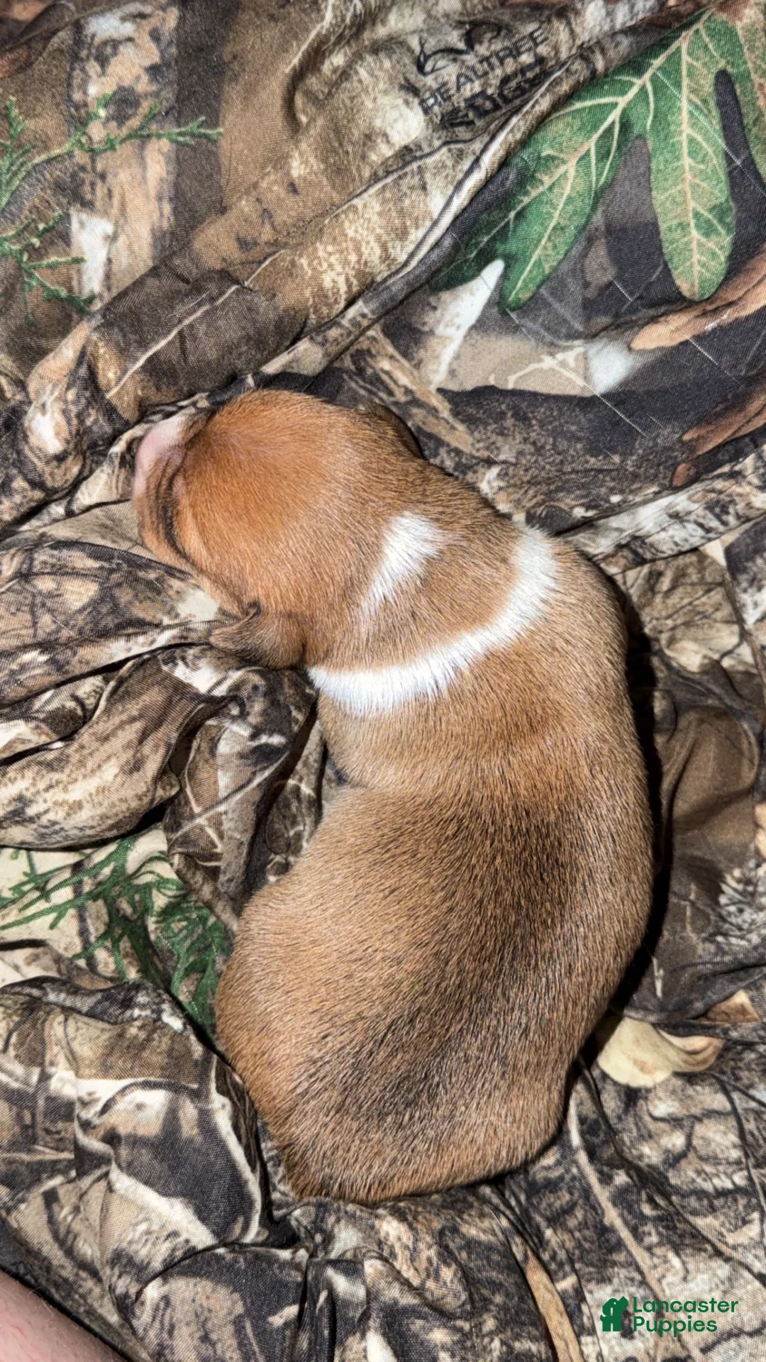 Mixed Breed dogs for sale: Daisy - Ad 1
