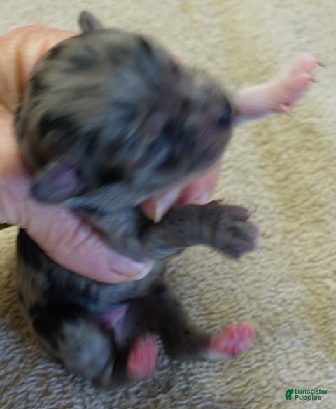 Maltipoo dogs Amara - Ad 9