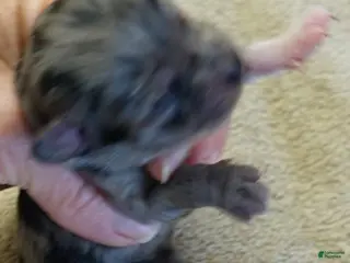 Maltipoo dogs Amara - Ad 9