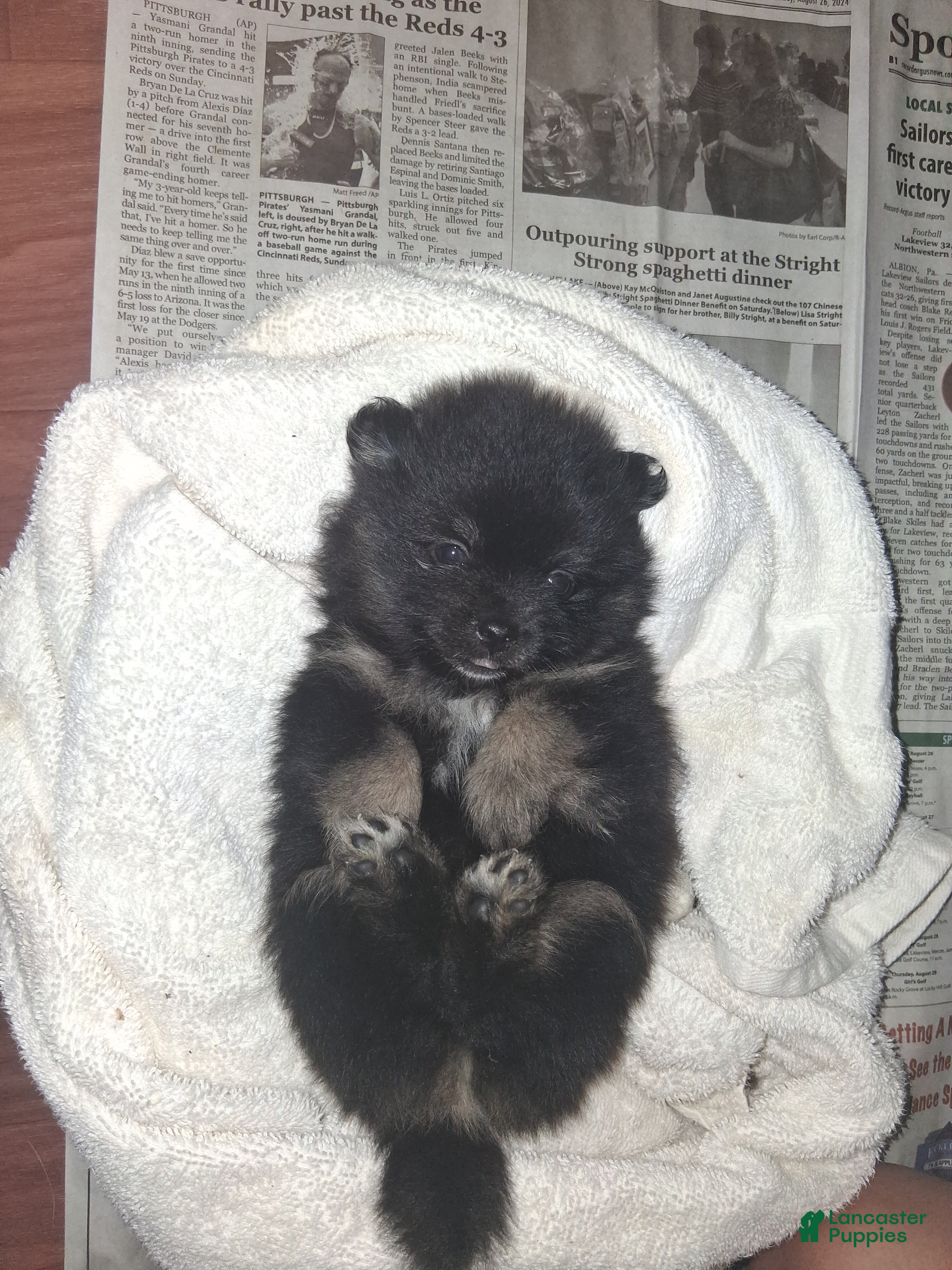 Pomeranian dogs Pomeranian 2 - Ad 40