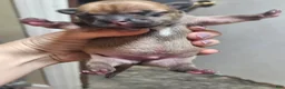 Mixed Breed dogs for sale: Puppy 3 - Ad 2
