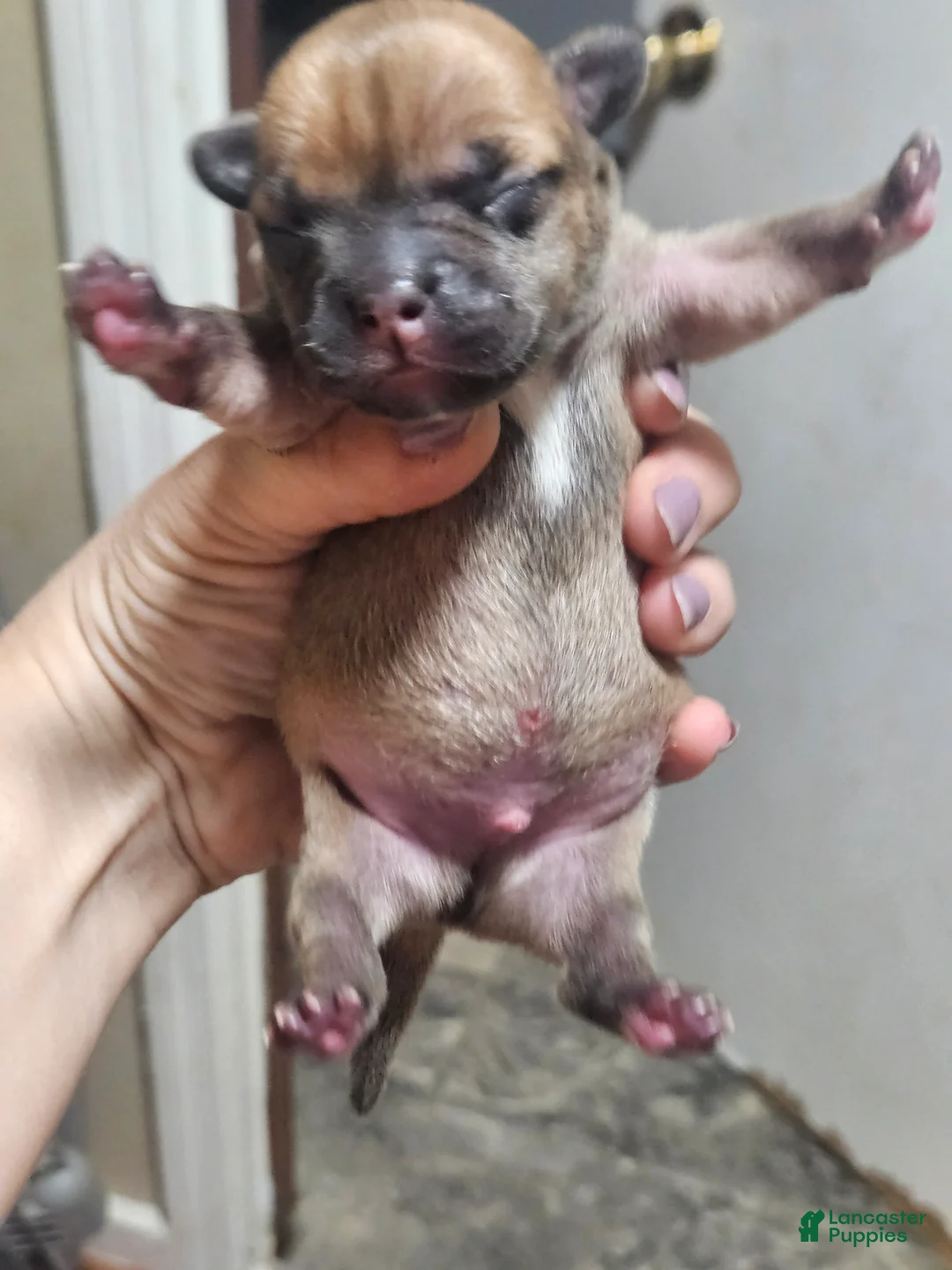 Mixed Breed dogs for sale: Puppy 3 - Ad 2