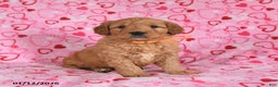 Goldendoodle dogs for sale: Bentley - Ad 1