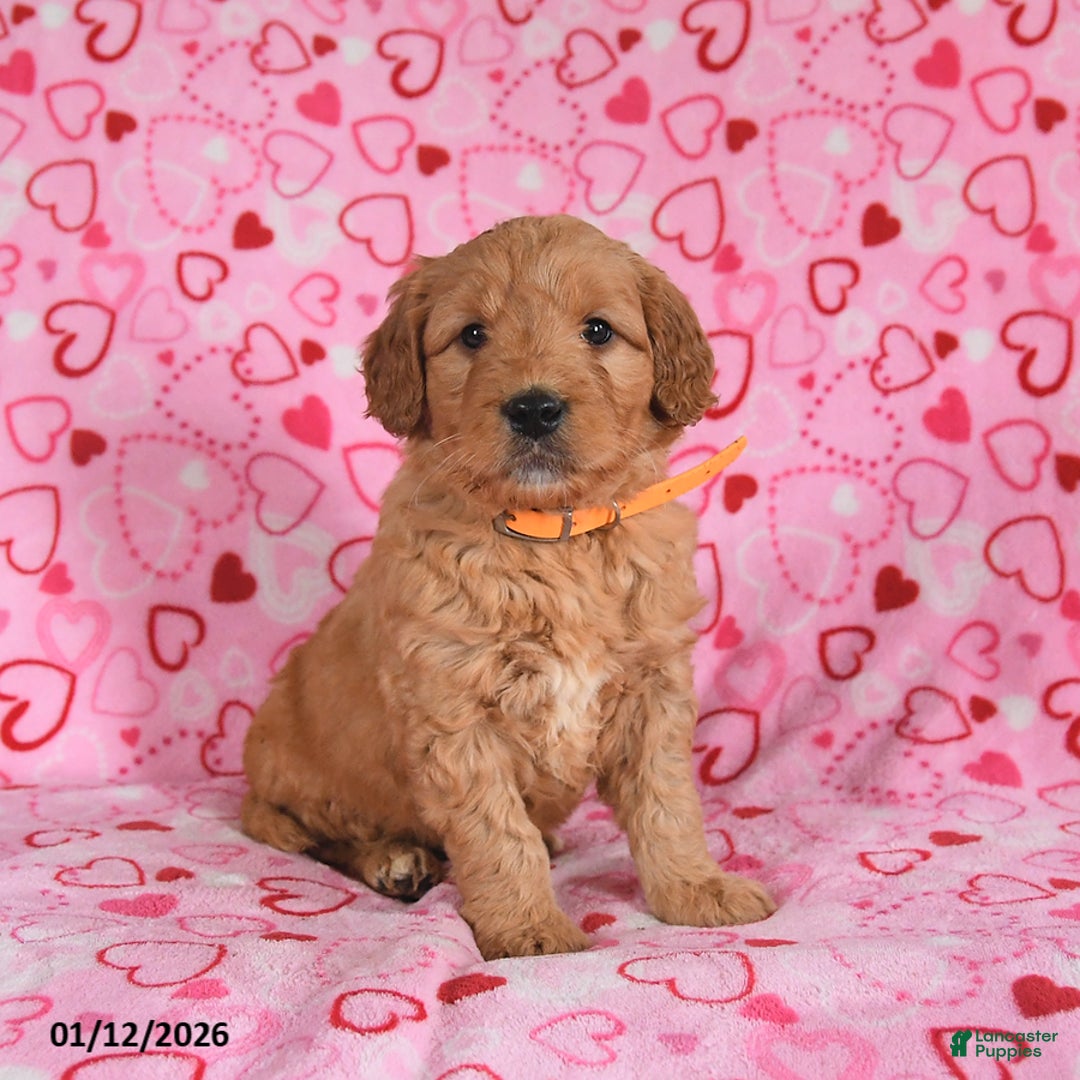 Goldendoodle dogs for sale: Bentley - Ad 1
