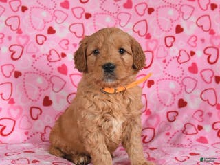 Goldendoodle dogs Bentley - Ad 11