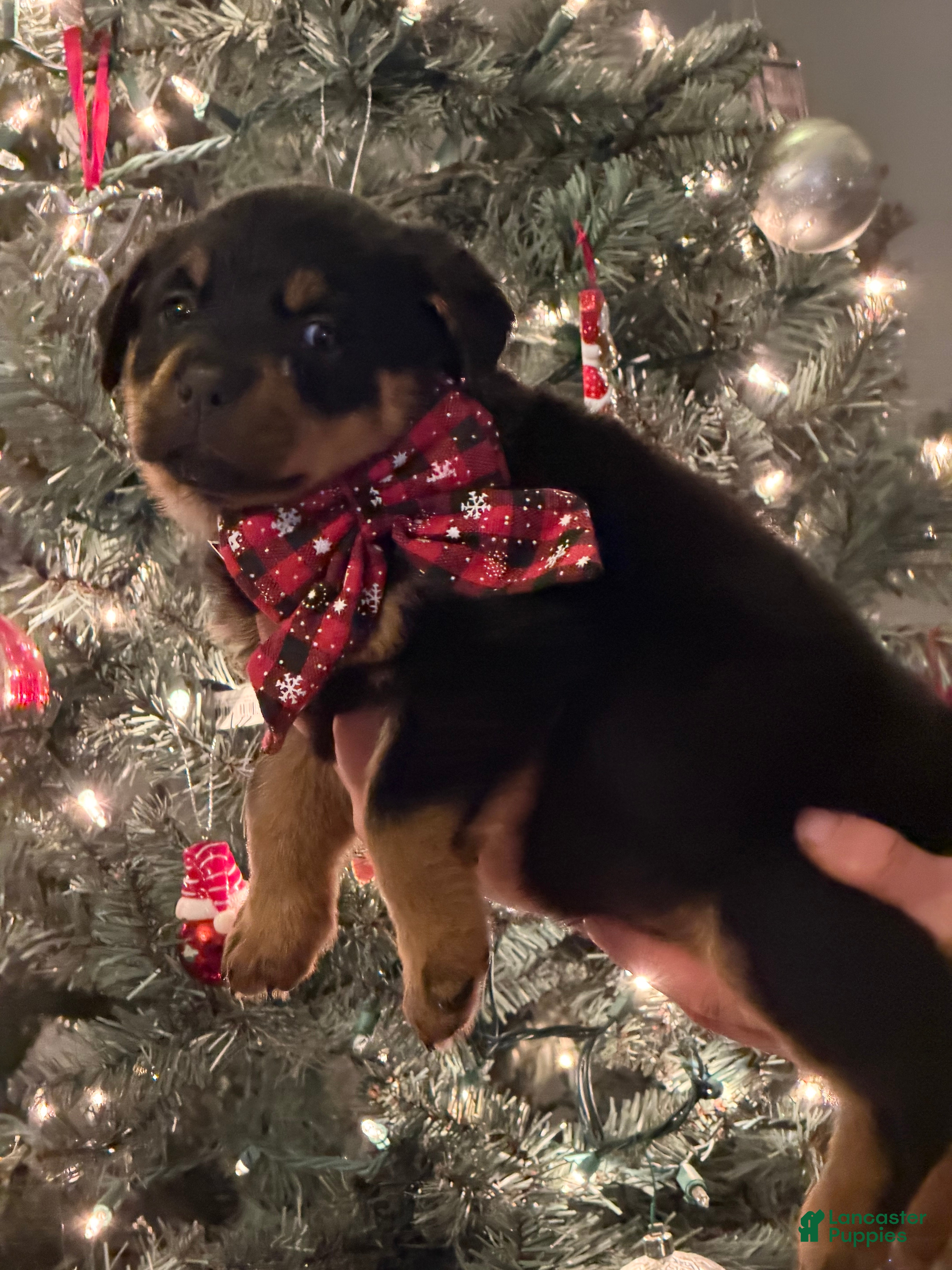 Rottweiler dogs for sale: Rottweiler Puppy 2 - Ad 2
