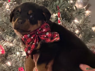 Rottweiler dogs Rottweiler Puppy 2 - Ad 8