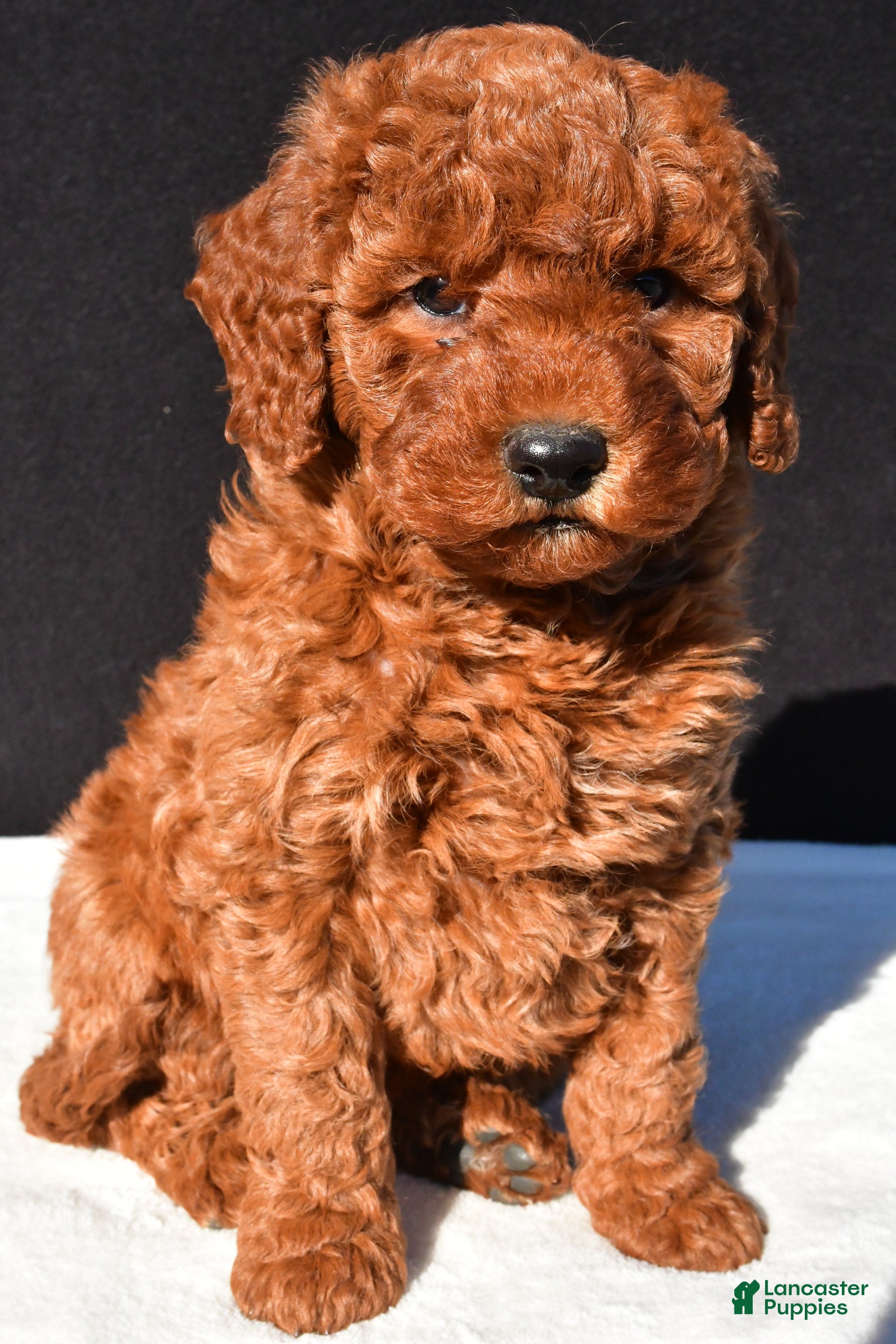 Mini Goldendoodle dogs Olivia - Ad 2