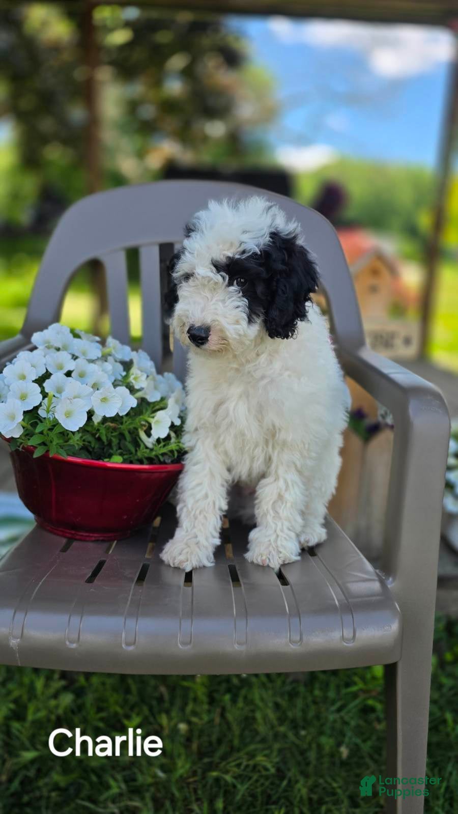 Goldendoodle dogs Charlie - Ad 2