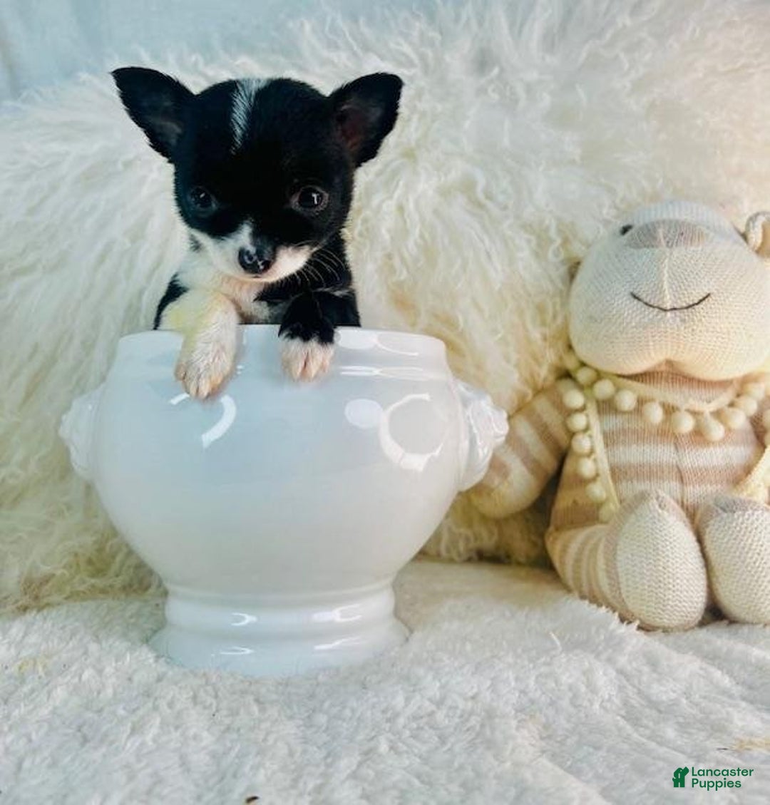 Chihuahua dogs for sale: Cosita - Ad 2