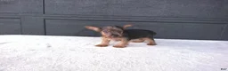 Yorkshire Terrier dogs for sale: Gracie - Ad 8
