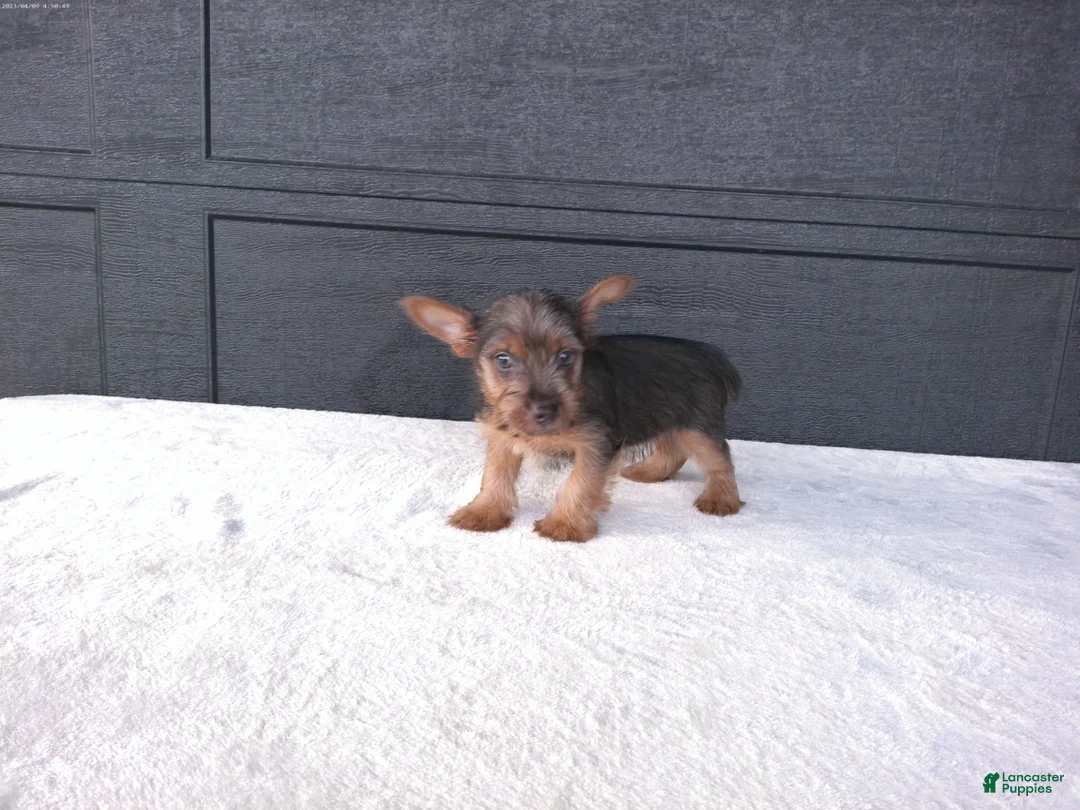Yorkshire Terrier dogs for sale: Gracie - Ad 8