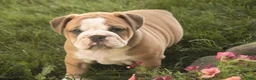 Mixed Breed dogs for sale: Dream Victorian Bulldog - Ad 7
