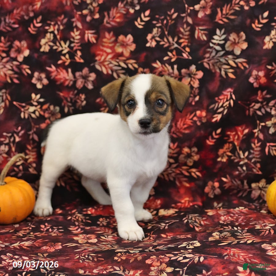 Jack Russell Terrier dogs Sally - Ad 2