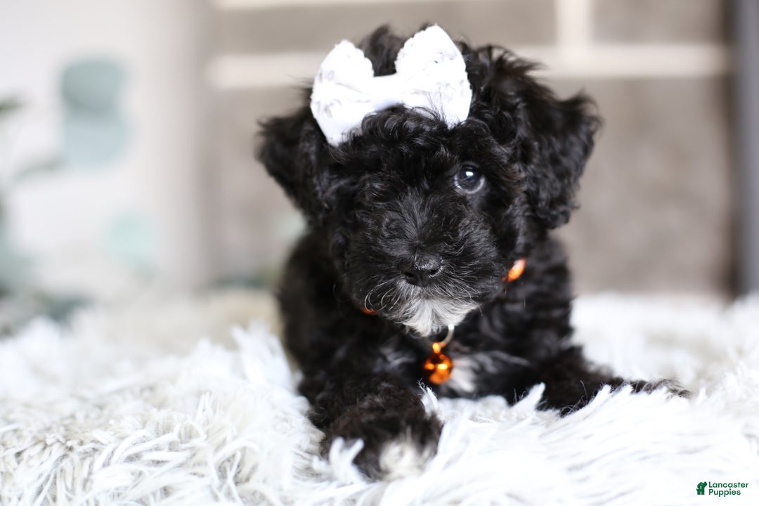 Miniature Poodle dogs for sale: Gracie  - Ad 14