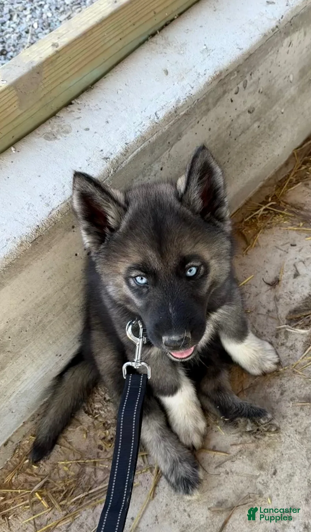 Siberian Husky dogs for sale: Siberian Husky 1 - Ad 1