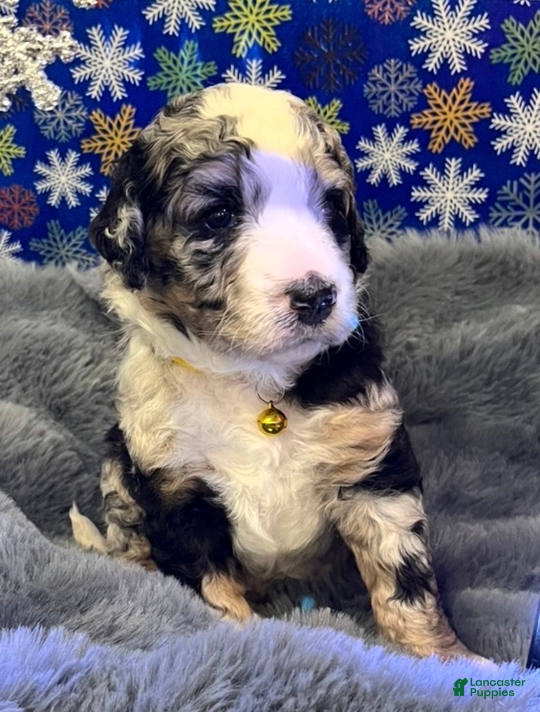 Bernedoodle dogs for sale: Raya - Ad 2