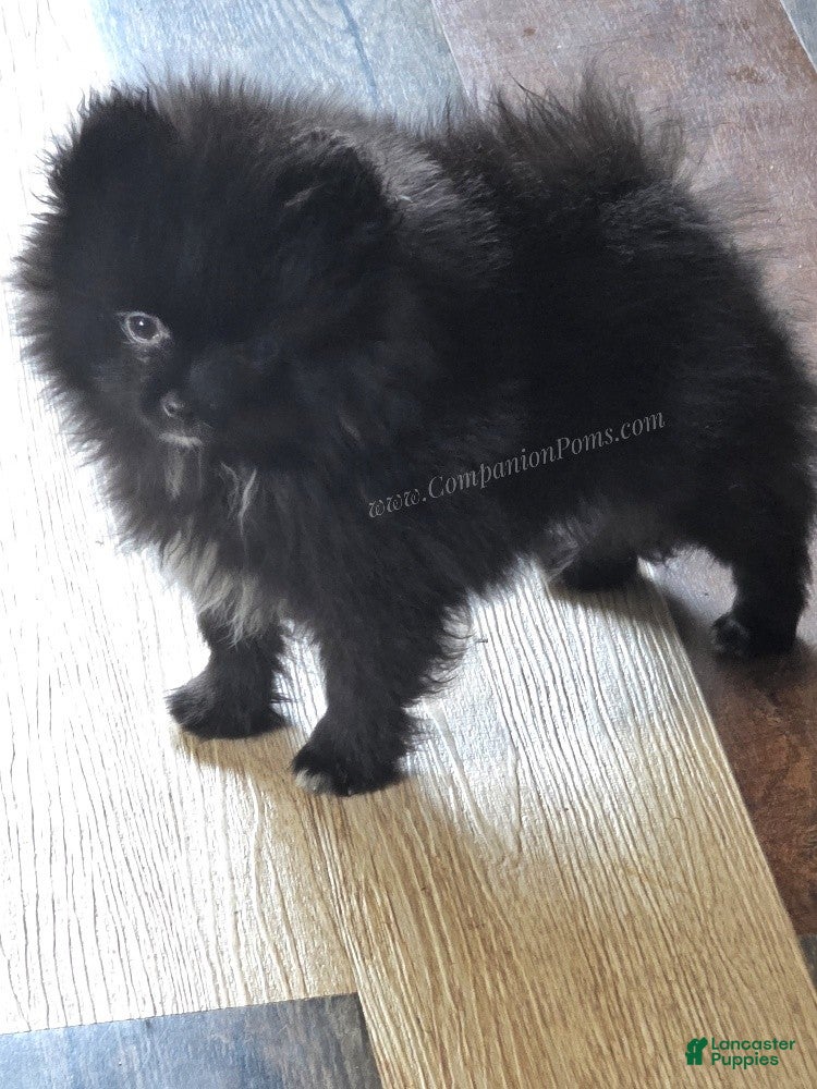 Pomeranian dogs See Video - Sweet Playful Boy! - Ad 1