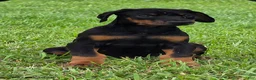Doberman Pinscher dogs for sale: Zane - Ad 1