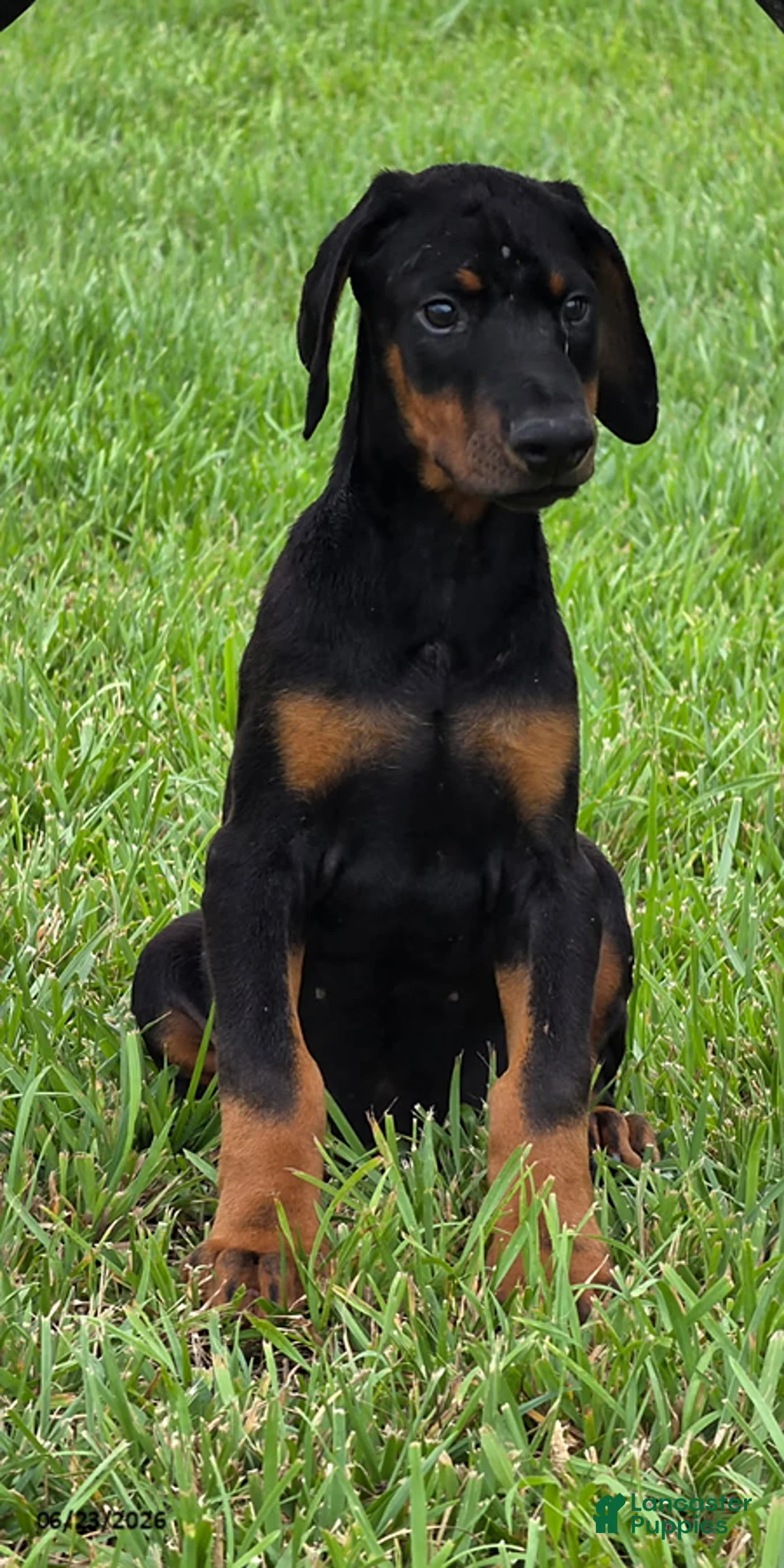 Doberman Pinscher dogs for sale: Zane - Ad 1