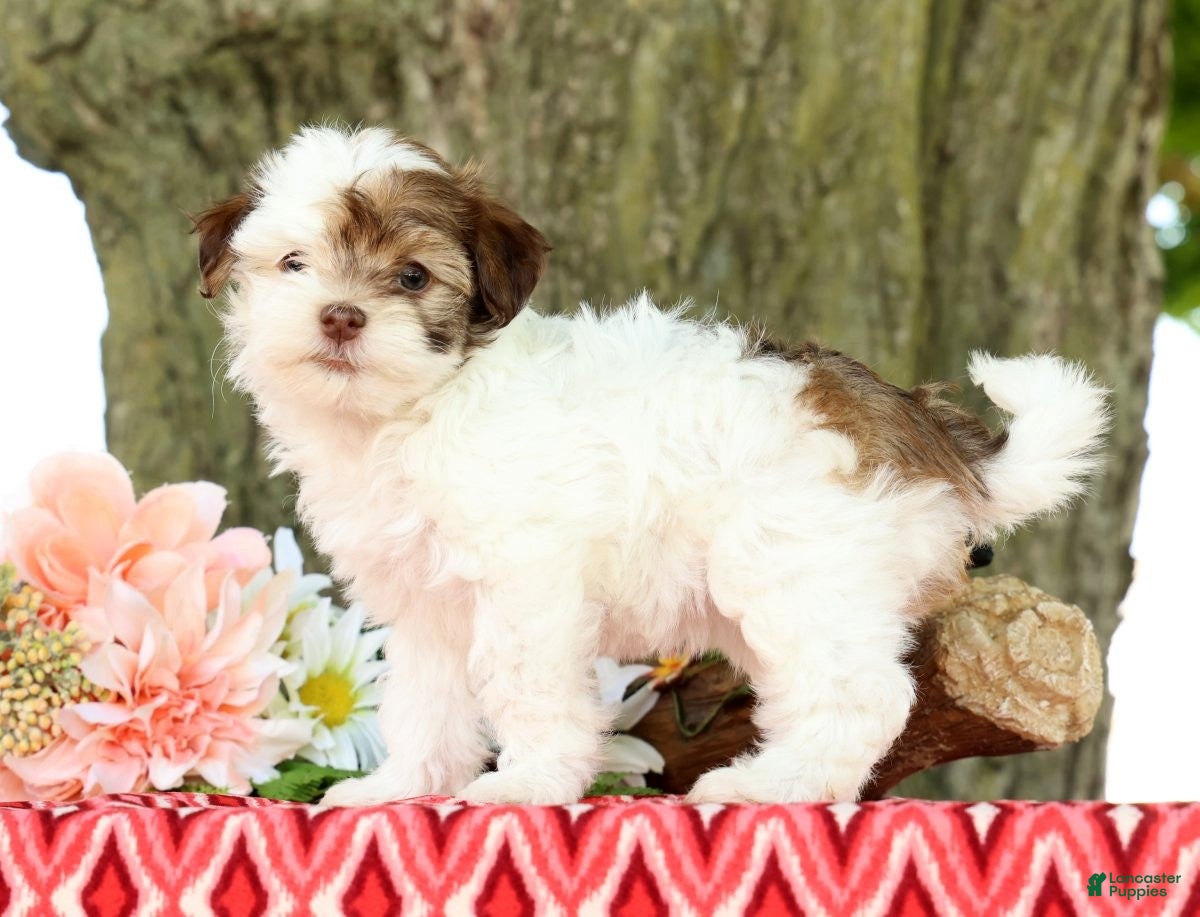 Havanese dogs for sale: Lula - Ad 2