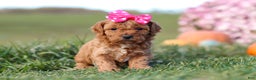 Cavapoo dogs for sale: Bella - Ad 6