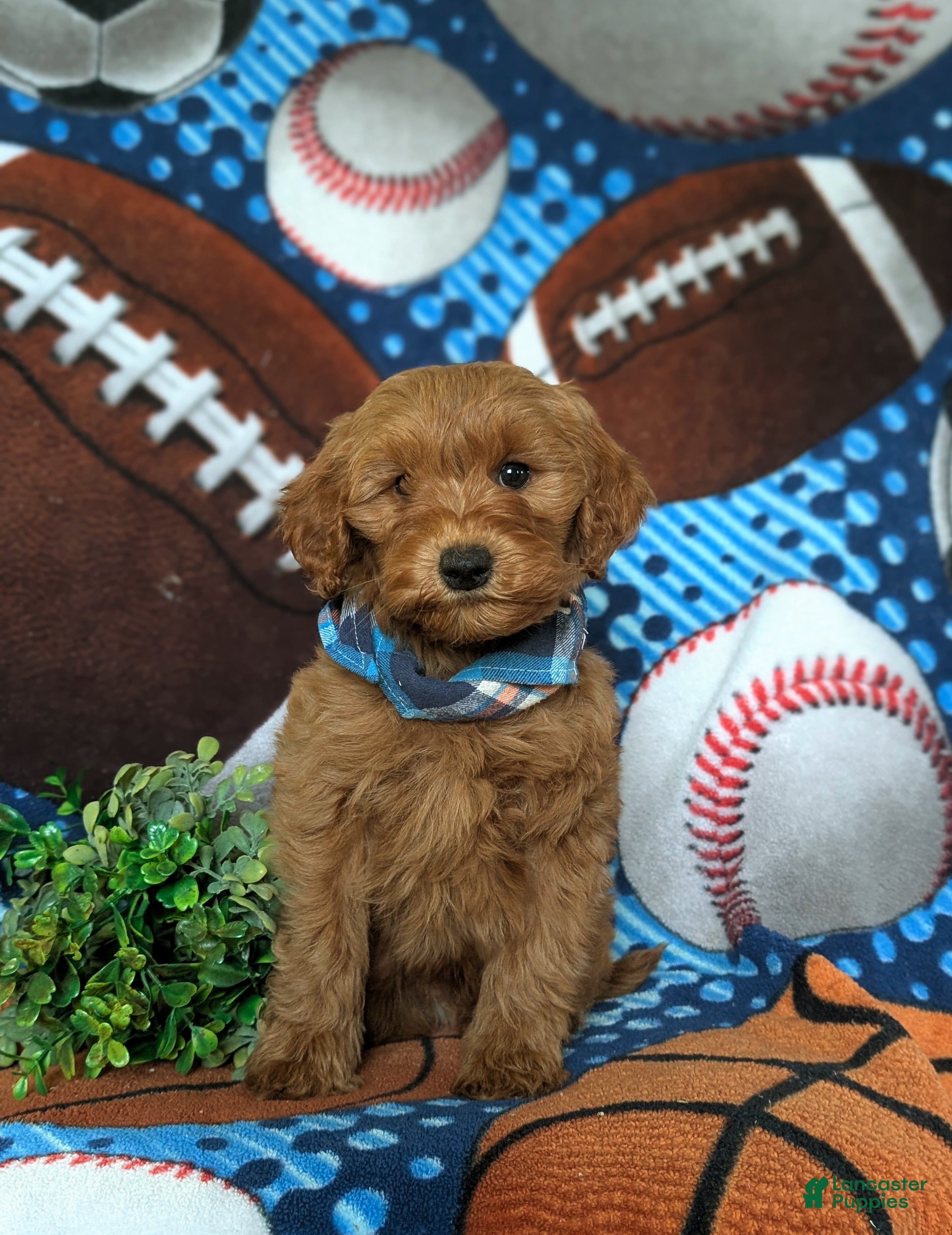 Mini Goldendoodle dogs Xavier Hypoallergenic - Ad 41