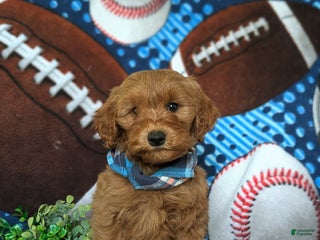 Mini Goldendoodle dogs Xavier Hypoallergenic - Ad 18