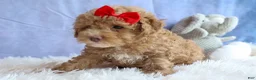 Miniature Poodle dogs for sale: ANDREW - Ad 10