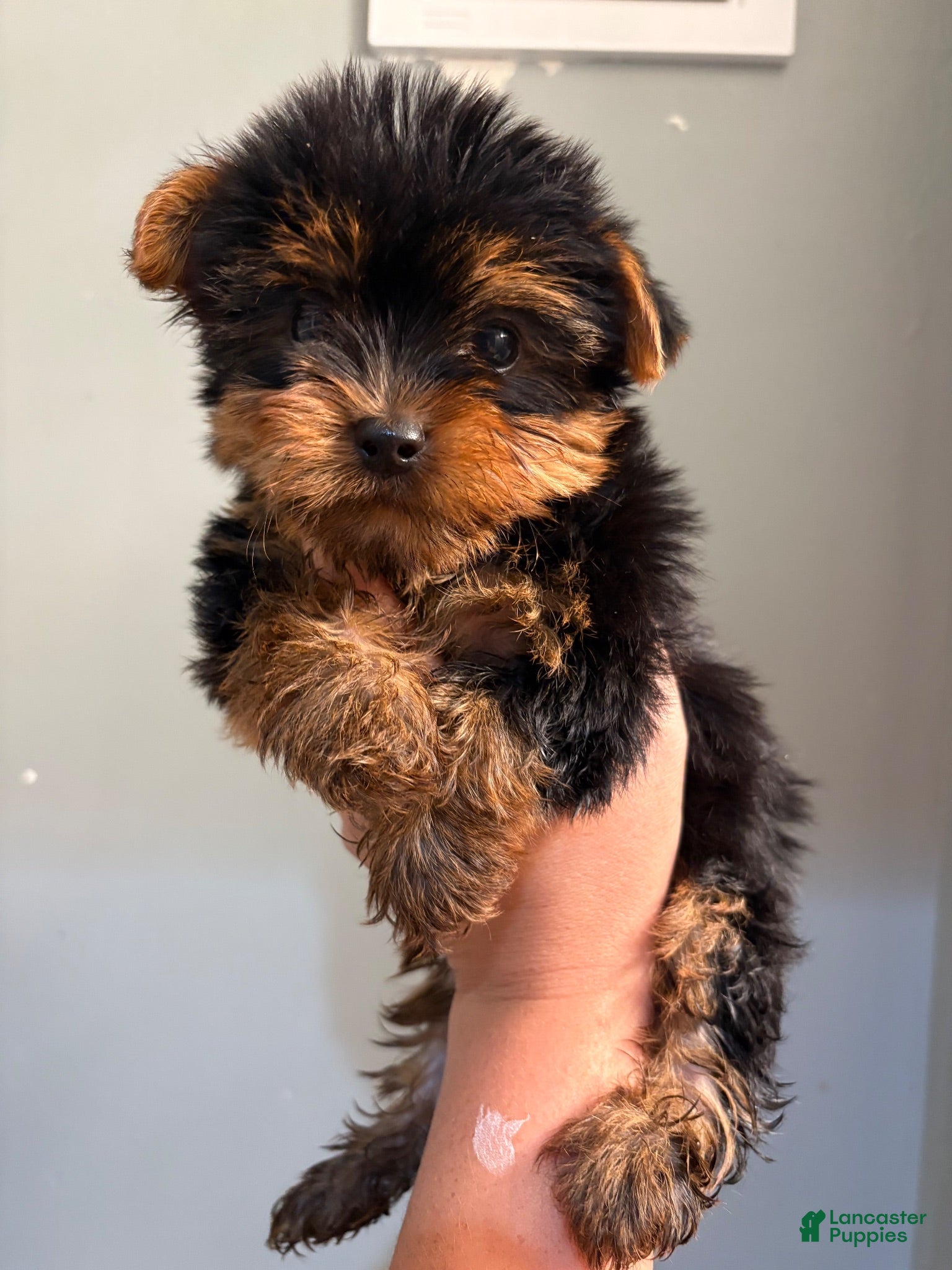 Yorkshire Terrier dogs Cash - Ad 1
