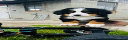 Bernese Mountain Dog dogs for sale: Harrison - Ad 1