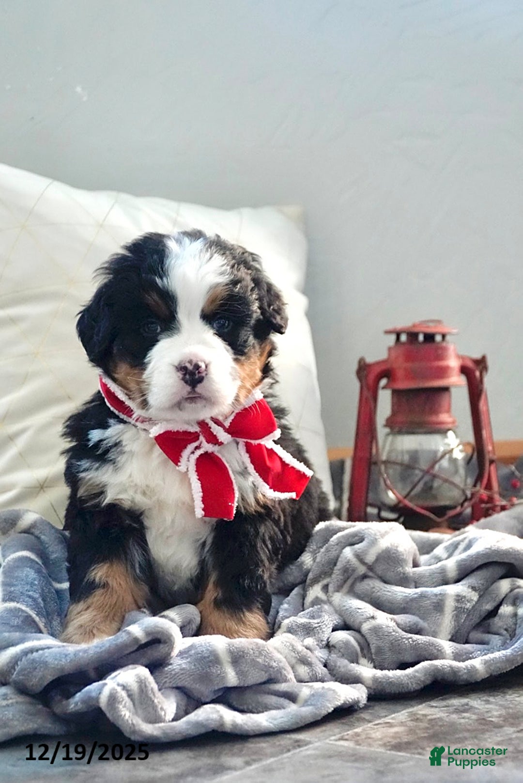 Bernese Mountain Dog dogs for sale: Rita - Ad 1